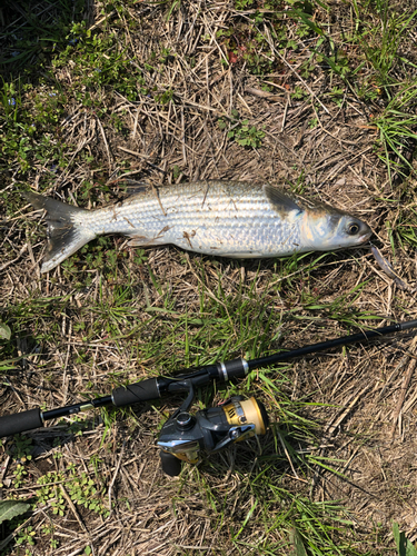 ボラの釣果