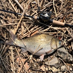 フナの釣果