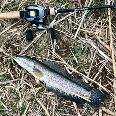 ライギョの釣果