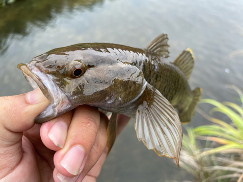 ホシマダラハゼの釣果