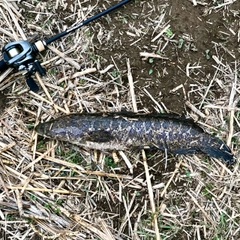 ライギョの釣果