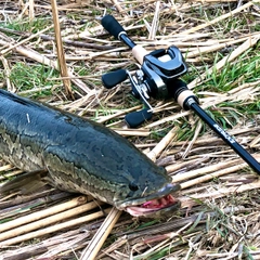 ライギョの釣果