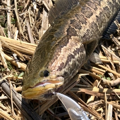 ライギョの釣果