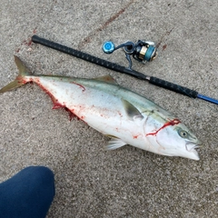 ブリの釣果