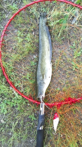 ナマズの釣果