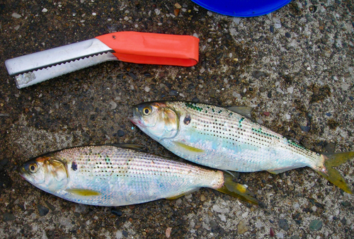 コノシロの釣果