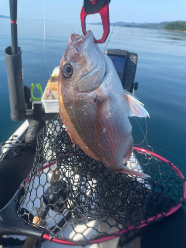 マダイの釣果