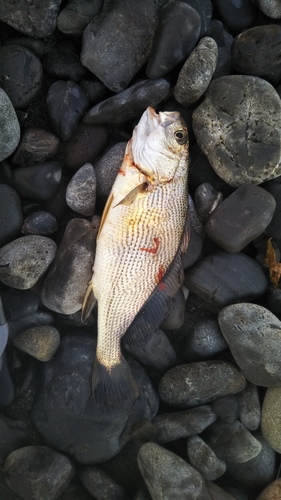 イシモチの釣果