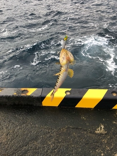 アカエソの釣果