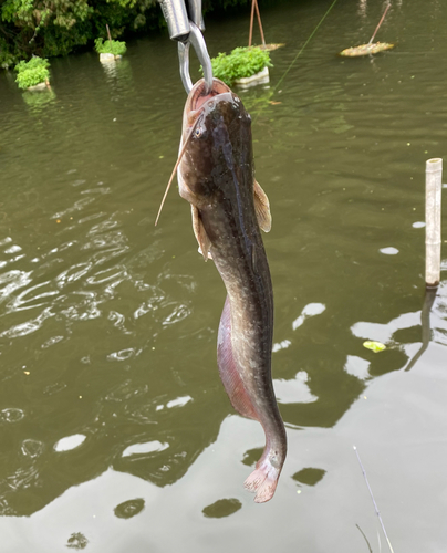 ナマズの釣果