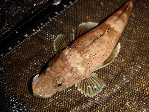 イネゴチの釣果