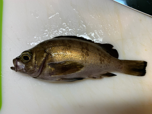 クロメバルの釣果