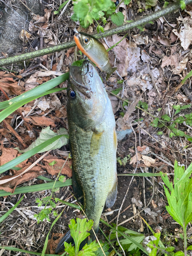 ブラックバスの釣果