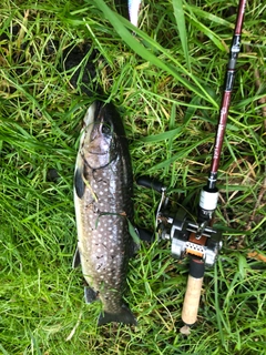 ニッコウイワナの釣果