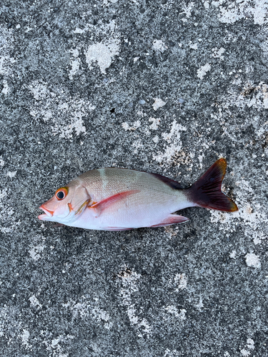 ヒメフエダイの釣果