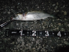ボラの釣果