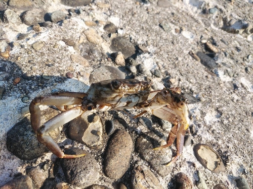 カニの釣果