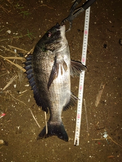 クロダイの釣果