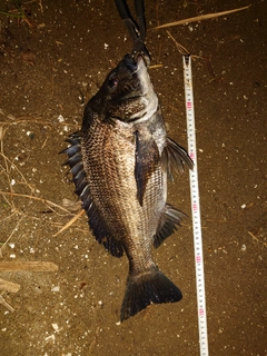 クロダイの釣果