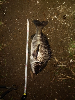 クロダイの釣果