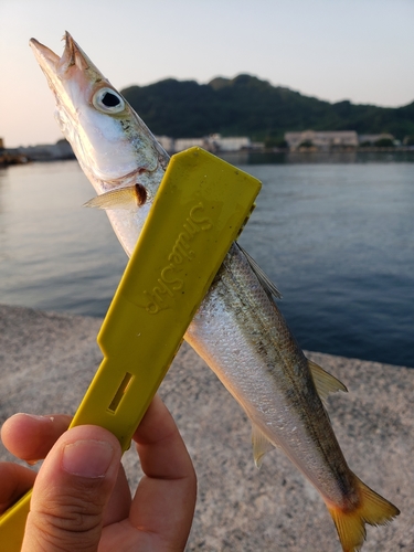 カマスの釣果