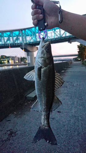 シーバスの釣果