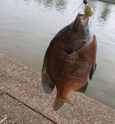 ブルーギルの釣果