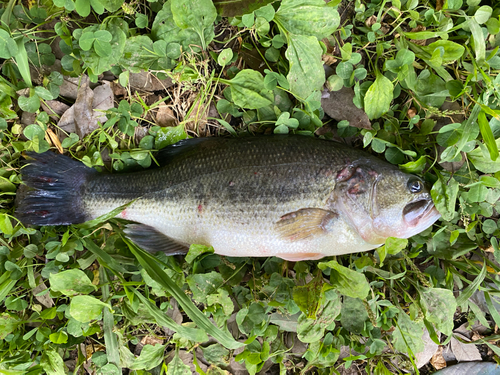 ラージマウスバスの釣果