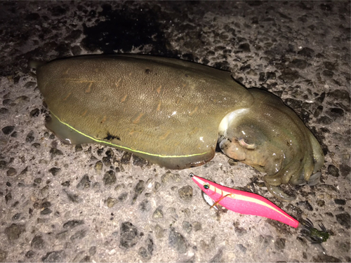 モンゴウイカの釣果