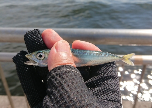 サバの釣果