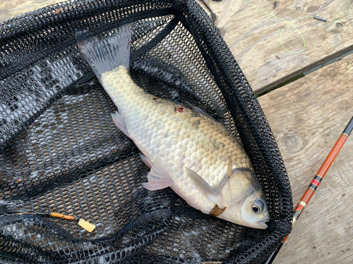 ヘラブナの釣果