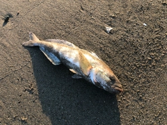 ホッケの釣果