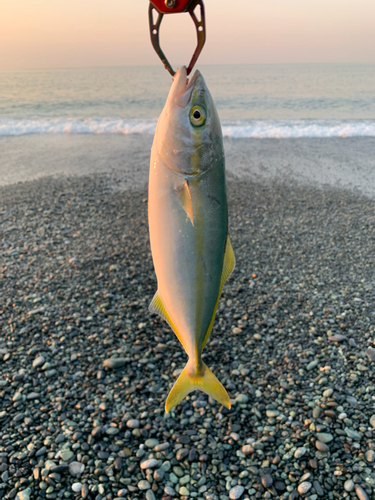 ワカシの釣果