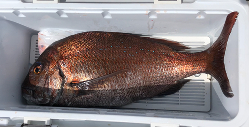 タイの釣果