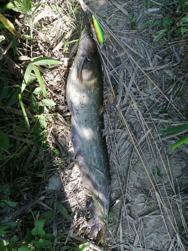 ナマズの釣果