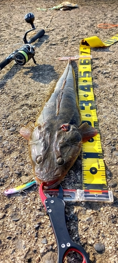 マゴチの釣果