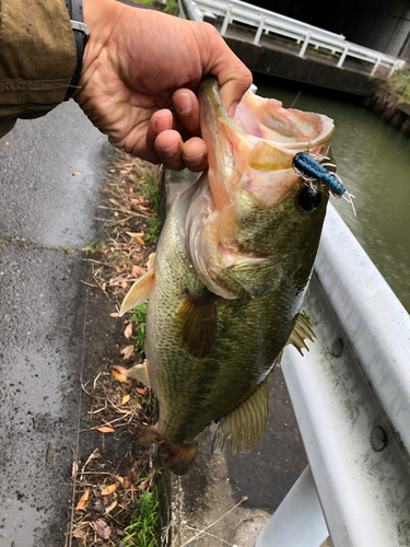 ラージマウスバスの釣果