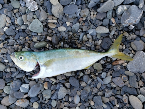 ワカシの釣果