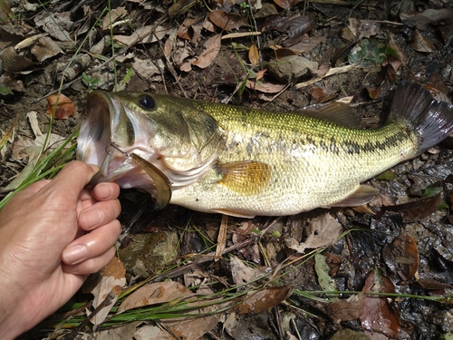 ブラックバスの釣果