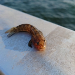 ハゼの釣果