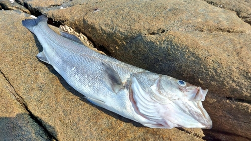 マルスズキの釣果