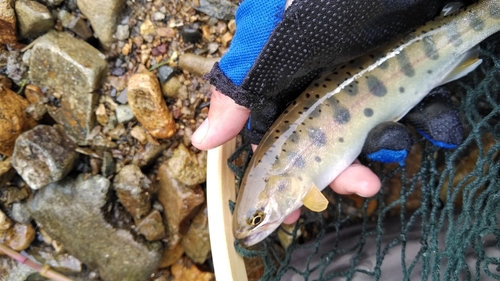 ヤマメの釣果