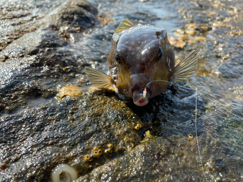 ハコフグの釣果