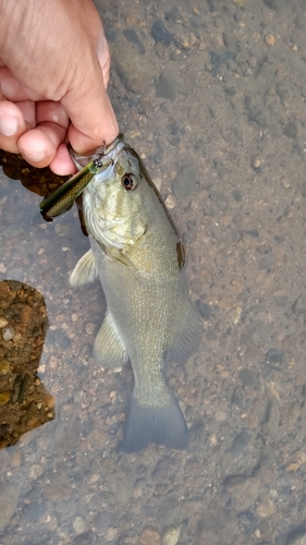 スモールマウスバスの釣果