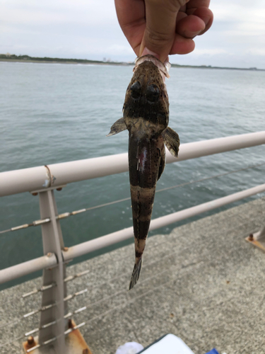 コチの釣果