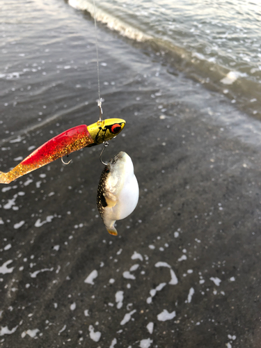 クサフグの釣果