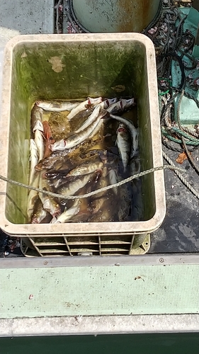 ホッケの釣果