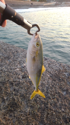 ワカシの釣果