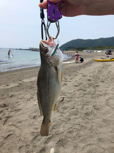 イシモチの釣果