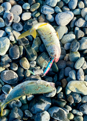 ワカシの釣果